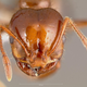 Cabeza de una Solenopsis invicta. Wikimedia Commons